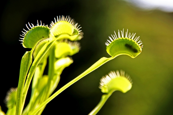 Planta Carnívora